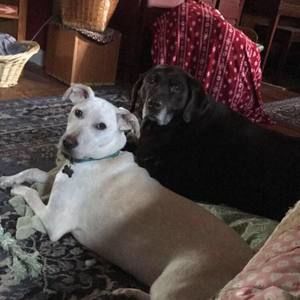 Meet your Posher, Susan