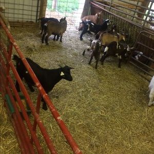 Meet your Posher, Clay