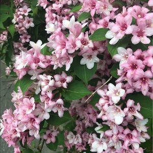 Meet your Posher, Chloe