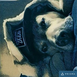 Meet your Posher, Sam