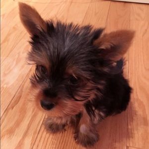 Meet your Posher, Carita