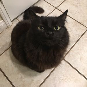 Meet your Posher, Lisa