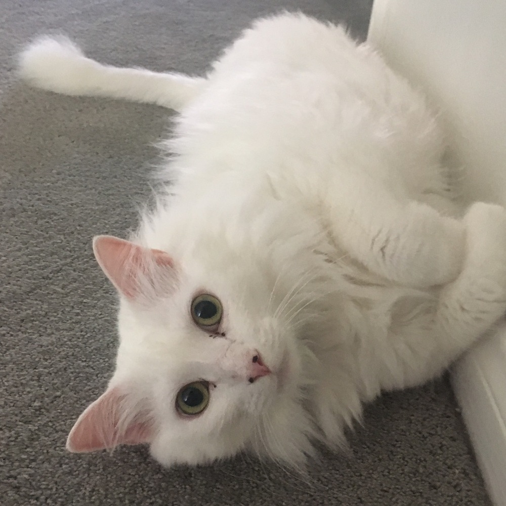 Meet your Posher, Stacey