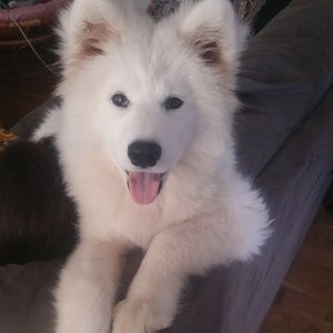 Meet your Posher, Dakota