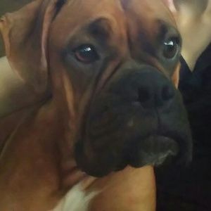 Looking for miss me jeans!!