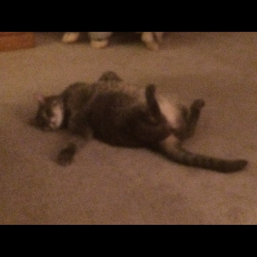 Meet your Posher, Jill