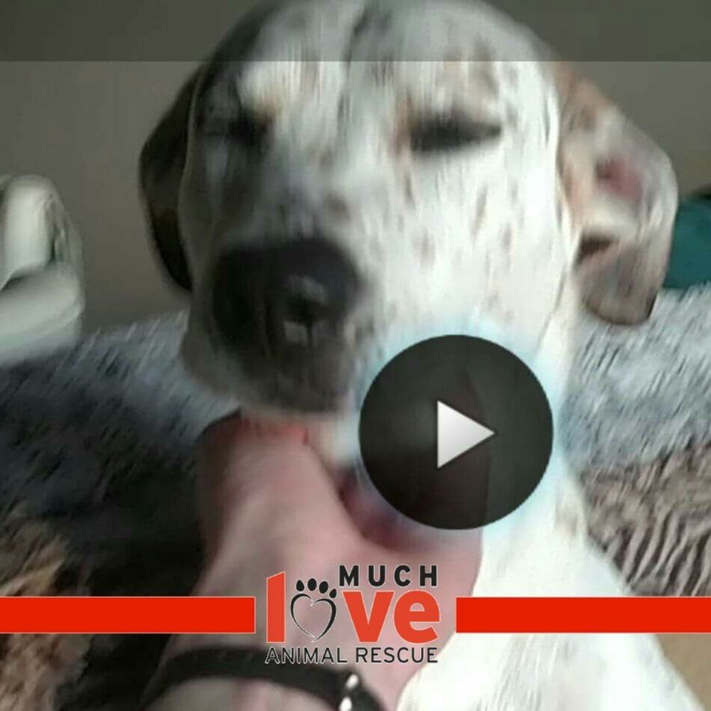 Meet your Posher, Martin