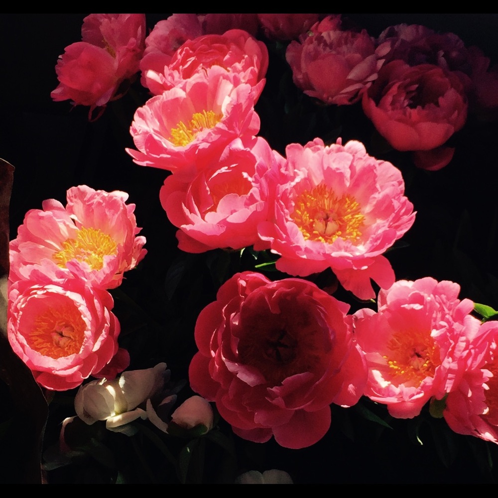 Meet your Posher, Lily