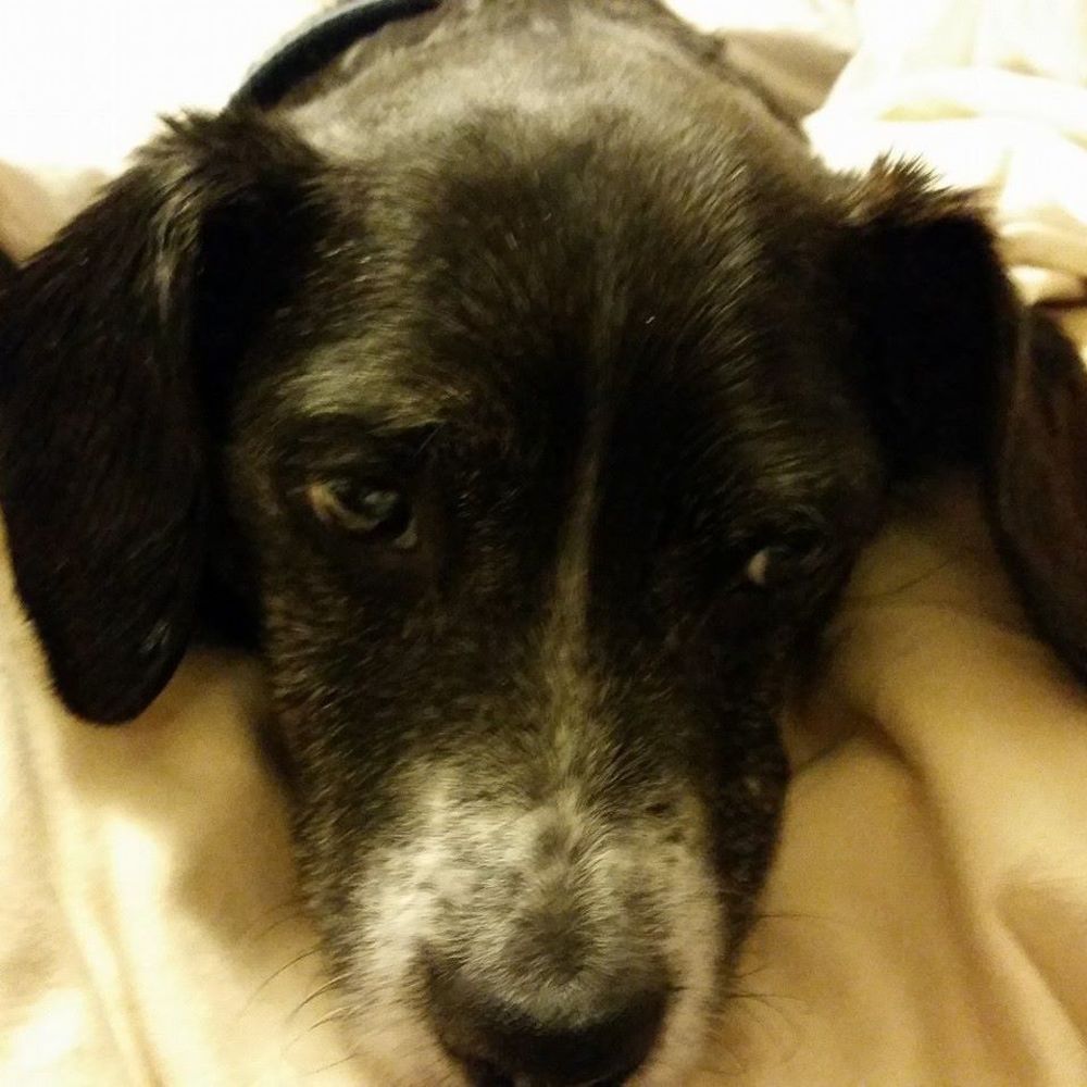 Meet your Posher, Penny