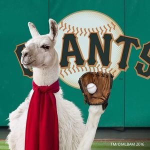 Meet your Posher, Felipe