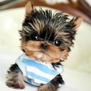 Meet your Posher, Princess