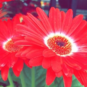 Meet your Posher, Radene