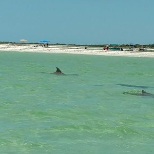 Meet your Posher, Tricia