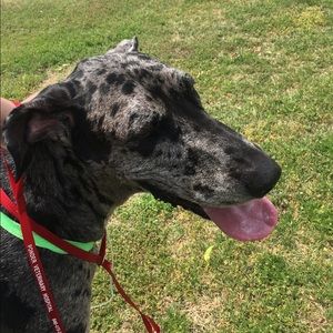 Meet your Posher, Genesis