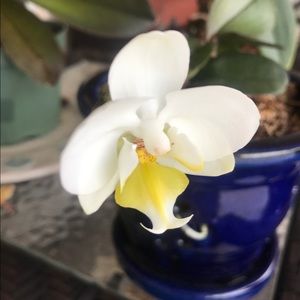 Meet your Posher, Liz