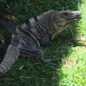 Meet your Posher, Shimon