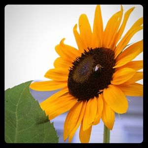 Meet your Posher, Devi