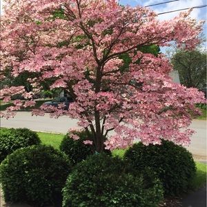 Meet your Posher, Sherri