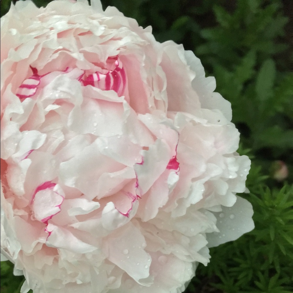 Meet your Posher, Jamison