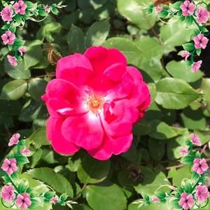 Meet your Posher, Regina