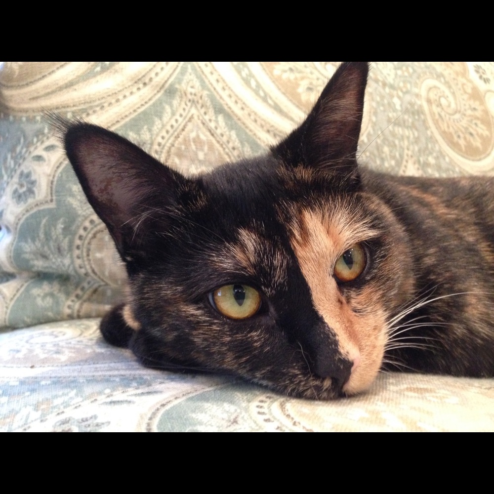 Meet your Posher, Zoe