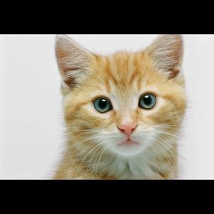 Meet your Posher, Kaehli