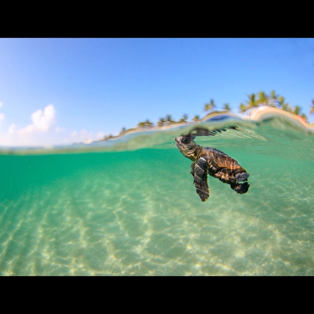 Meet your Posher, Suzie