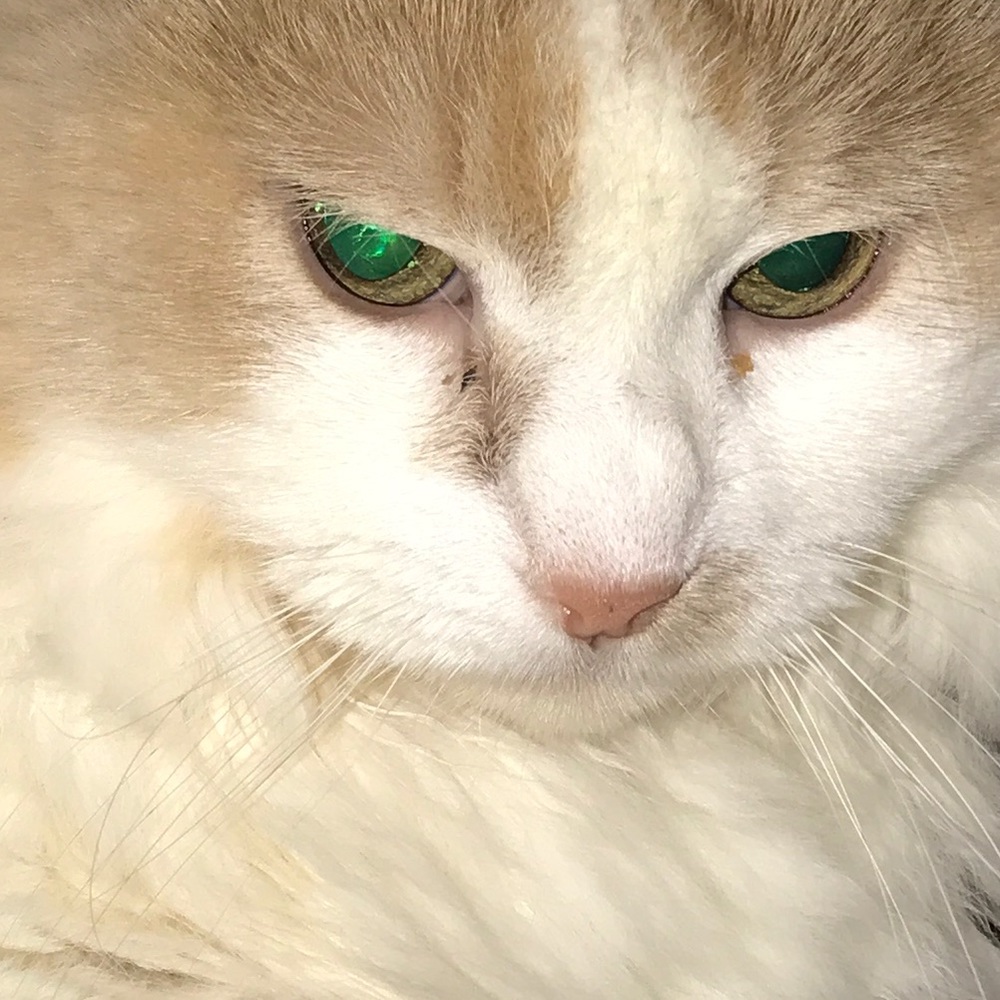 Meet your Posher, Jocelyn