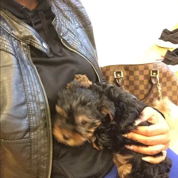 Meet your Posher, Jasmine - Picture 1 of 1