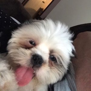 Meet your Posher, Joy