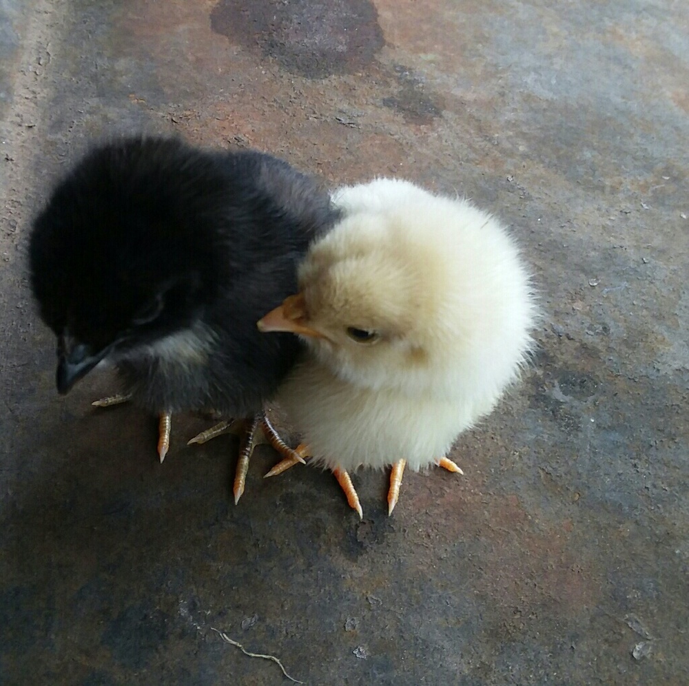 Meet your Posher, Coral