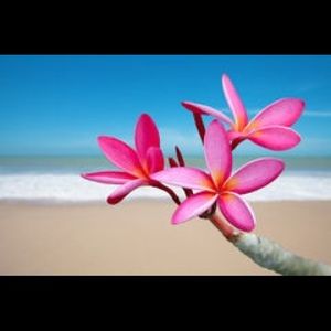 Meet your Posher, Rosy