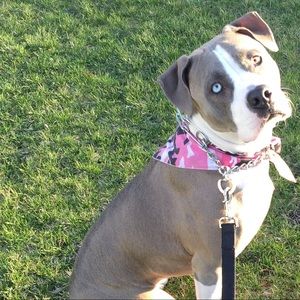 Meet your Posher, Troy