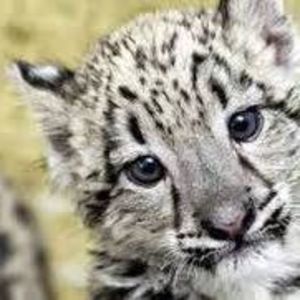 Meet your Posher, Summer