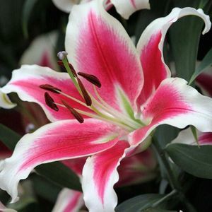 Meet your Posher, Ruby