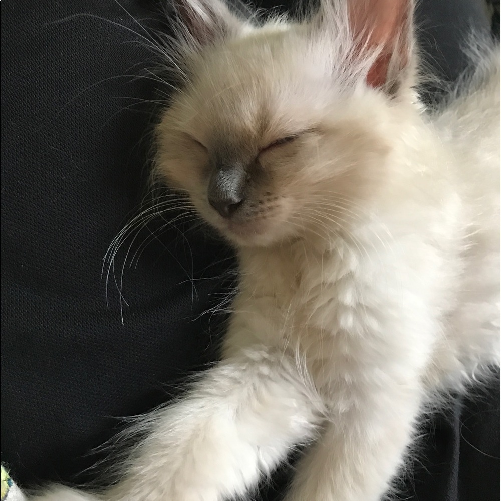 Meet your Posher, Leah