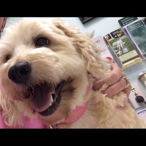 Meet your Posher, Lee