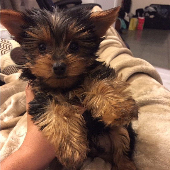 Meet your Posher, Ali - Picture 6 of 8