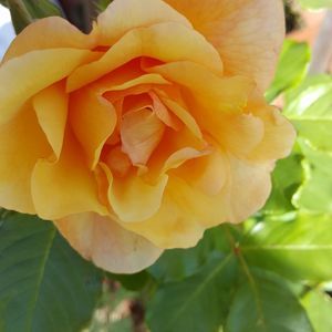 Meet your Posher, Annette