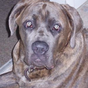 Meet your Posher, Alison