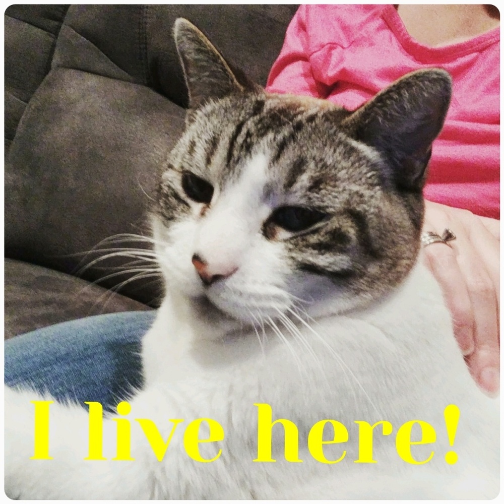 Please read! We are a cat friendly home!