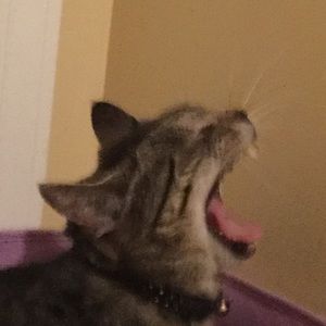 Meet your Posher, Laurel