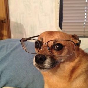 Meet your Posher, Perla