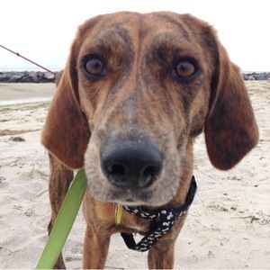 Meet your Posher, Anna