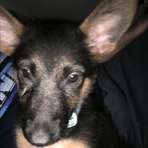 Meet your Posher, Dan