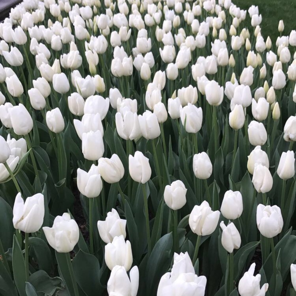 Meet your Posher, Aziz