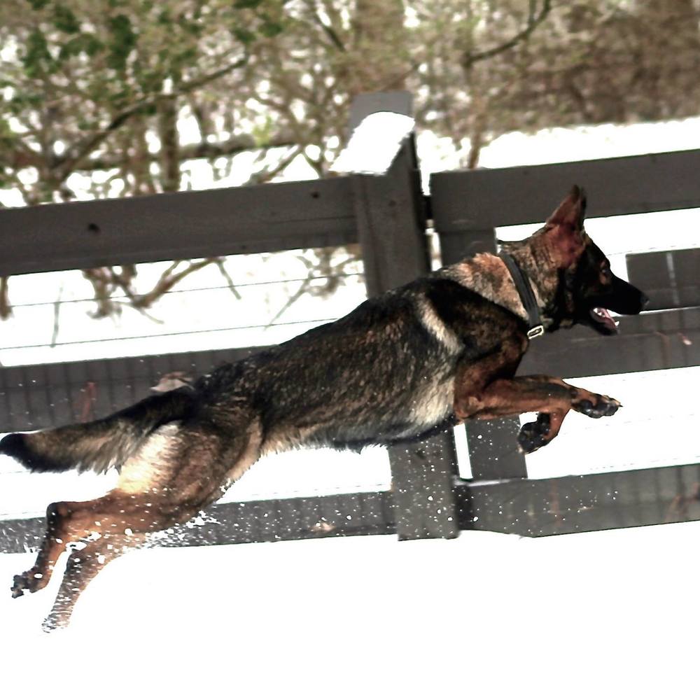 Meet your Posher, Marjorie