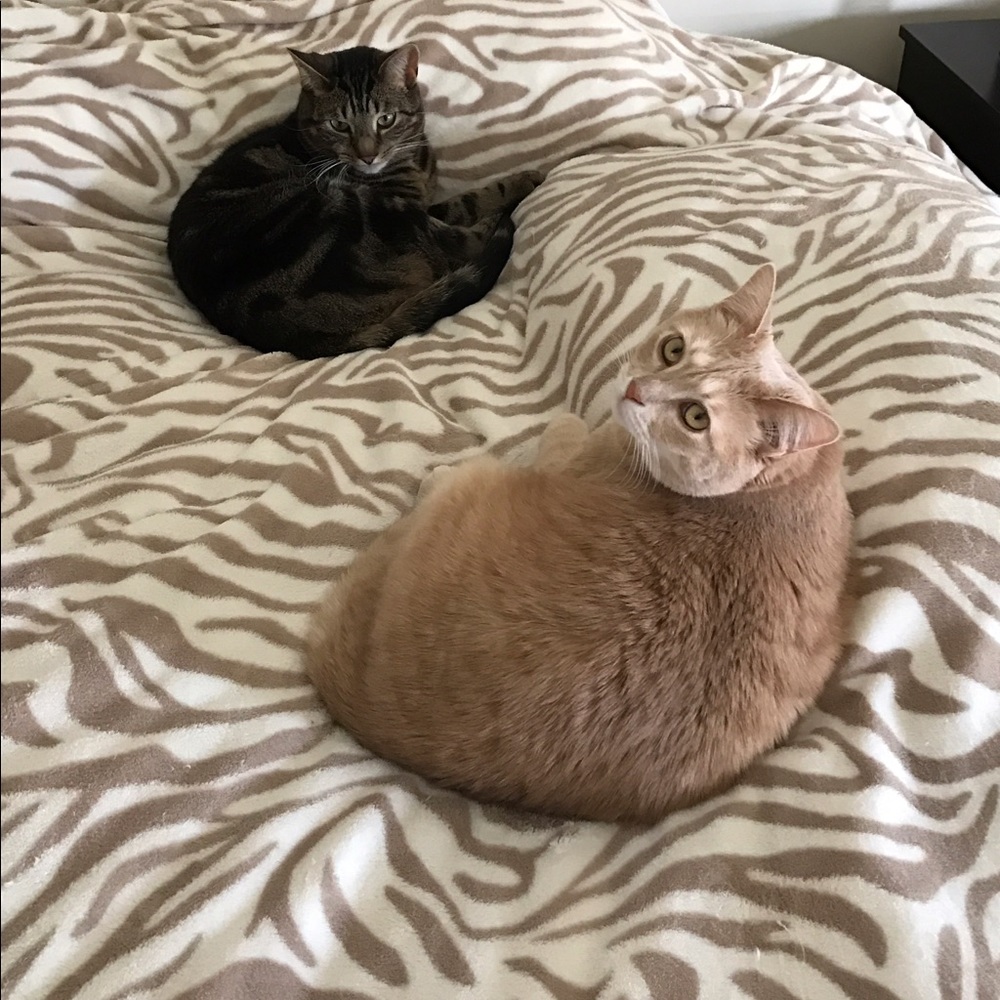 Meet your Posher, Melissa