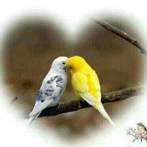 Meet your Posher, Sammy