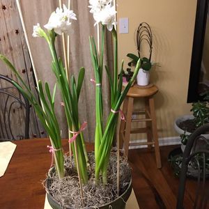 Meet your Posher, Gabriela